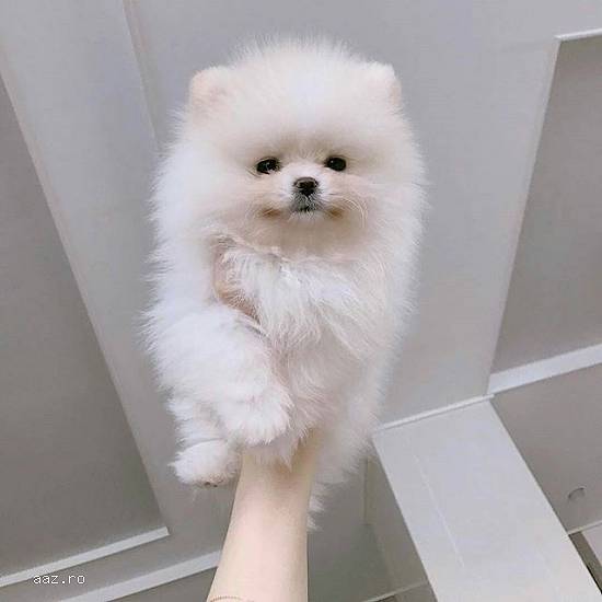 disponibili catei pomeranian Mini