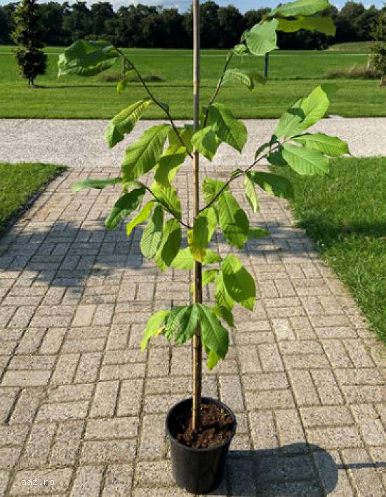 Paw paw - Banana nordului -Curmal Chinezesc Jujube soiuri Li si Lang 10+5 gratis anul 1-2 -3