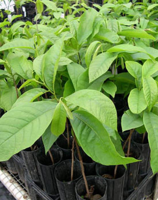 Paw paw - Banana nordului -Curmal Chinezesc Jujube soiuri Li si Lang 10+5 gratis anul 1-2 -3