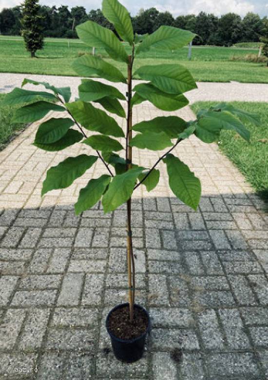 Paw paw - Banana nordului -Curmal Chinezesc Jujube soiuri Li si Lang 10+5 gratis anul 1-2 -3