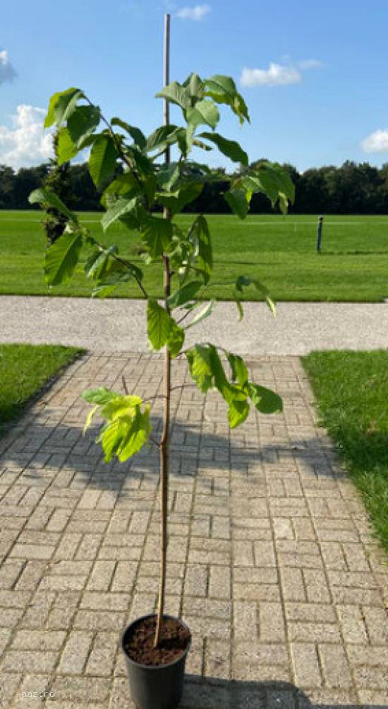 Paw paw - Banana nordului -Curmal Chinezesc Jujube soiuri Li si Lang 10+5 gratis anul 1-2 -3
