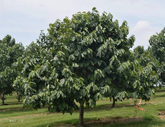 Paw paw - Banana nordului -Curmal Chinezesc Jujube soiuri Li si Lang 10+5 gratis anul 1-2 -3