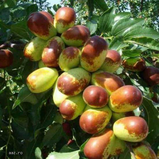 Paw paw - Banana nordului -Curmal Chinezesc Jujube soiuri Li si Lang 10+5 gratis anul 1-2 -3