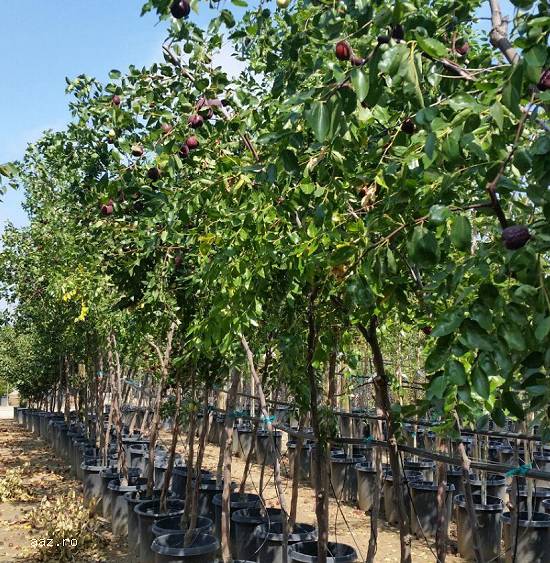 Paw paw - Banana nordului -Curmal Chinezesc Jujube soiuri Li si Lang 10+5 gratis anul 1-2 -3