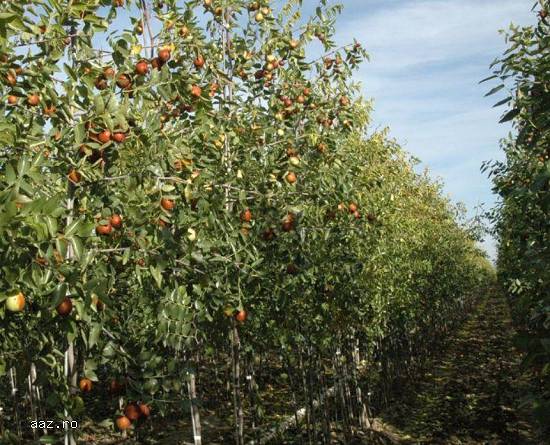 Paw paw - Banana nordului -Curmal Chinezesc Jujube soiuri Li si Lang 10+5 gratis anul 1-2 -3
