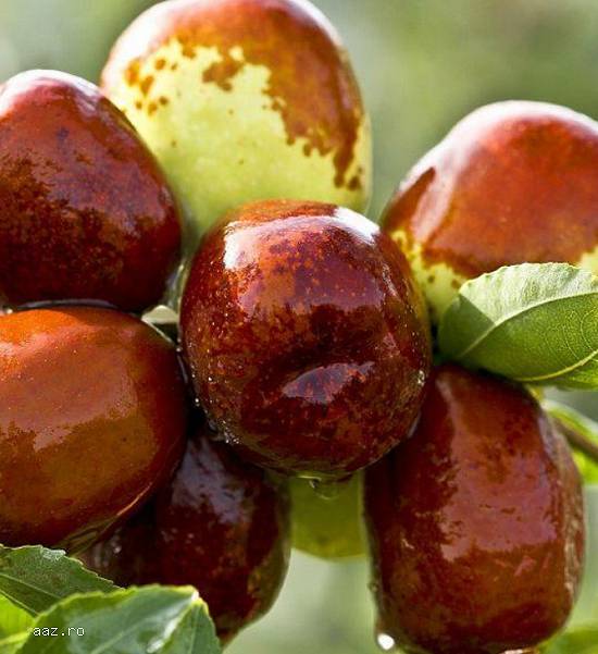 Paw paw - Banana nordului -Curmal Chinezesc Jujube soiuri Li si Lang 10+5 gratis anul 1-2 -3