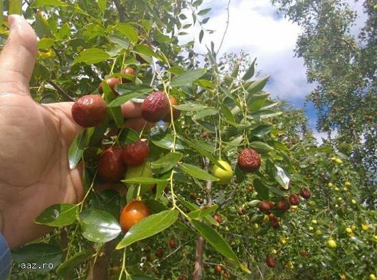 Paw paw - Banana nordului -Curmal Chinezesc Jujube soiuri Li si Lang 10+5 gratis anul 1-2 -3
