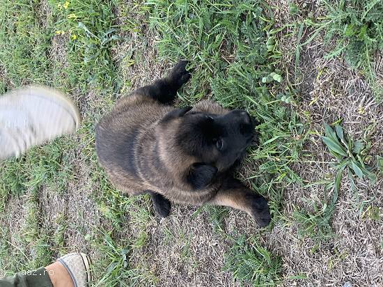 Vând pui de ciobănesc belgian malinois