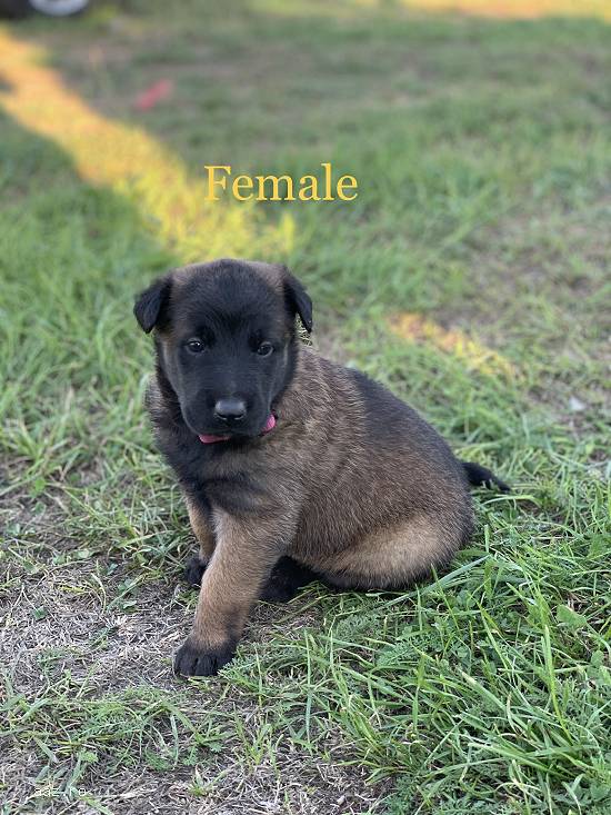Vând pui de ciobănesc belgian malinois