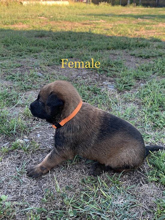 Vând pui de ciobănesc belgian malinois