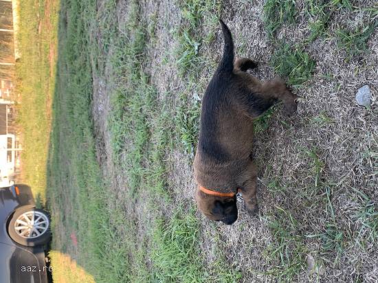 Vând pui de ciobănesc belgian malinois