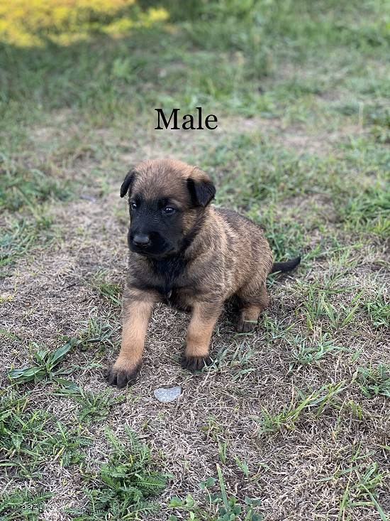 Vând pui de ciobănesc belgian malinois