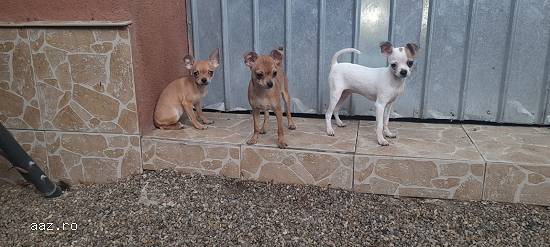 Chihuahua