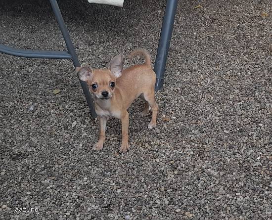 Chihuahua