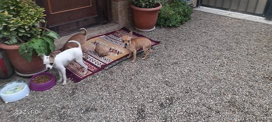 Chihuahua