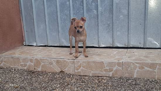 Chihuahua