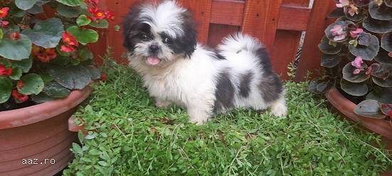 Shih tzu