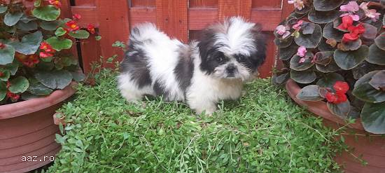 Shih tzu