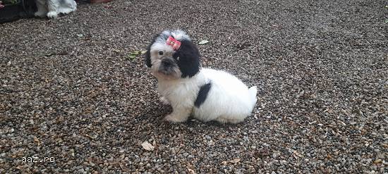 Shih tzu