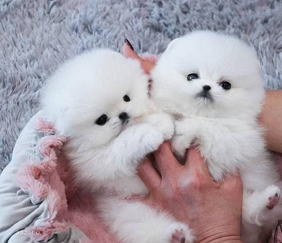 Doi pui de pomeranian extraordinari cu T-Cup