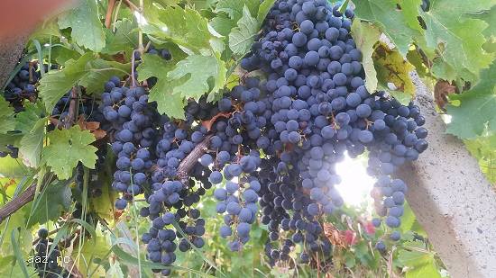 Struguri de vin - calitate superioară - soi MERLOT- maximum de zaharină