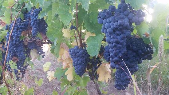 Struguri de vin - calitate superioară - soi MERLOT- maximum de zaharină