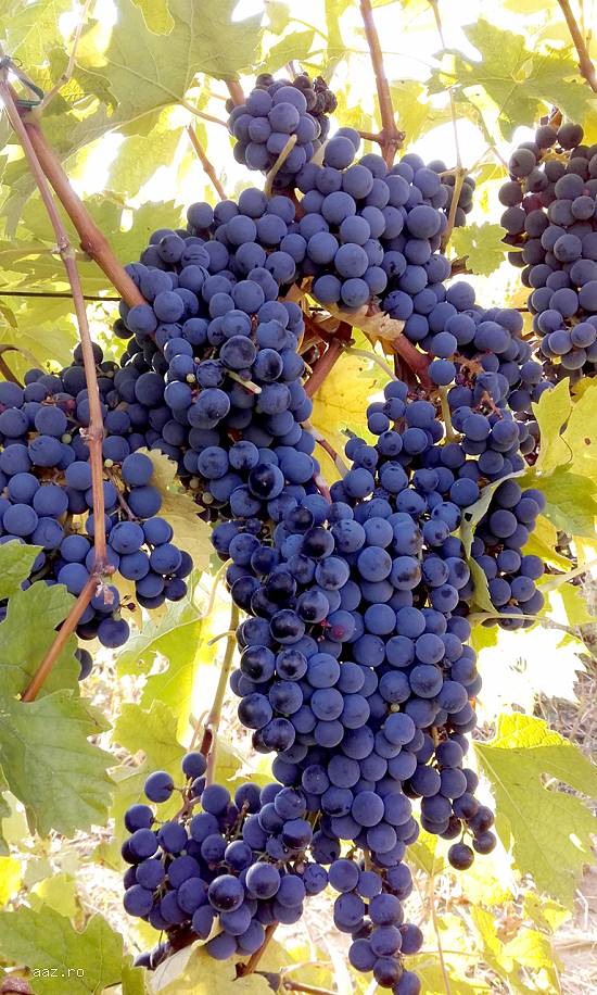 Struguri de vin - calitate superioară - soi MERLOT- maximum de zaharină