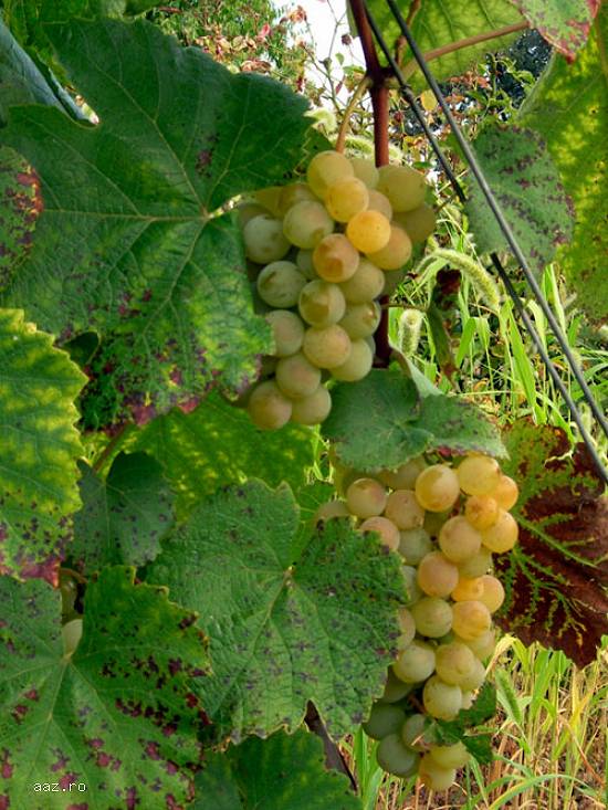 Struguri pentru vin - Nohan - Podu Turcului - BACAU
