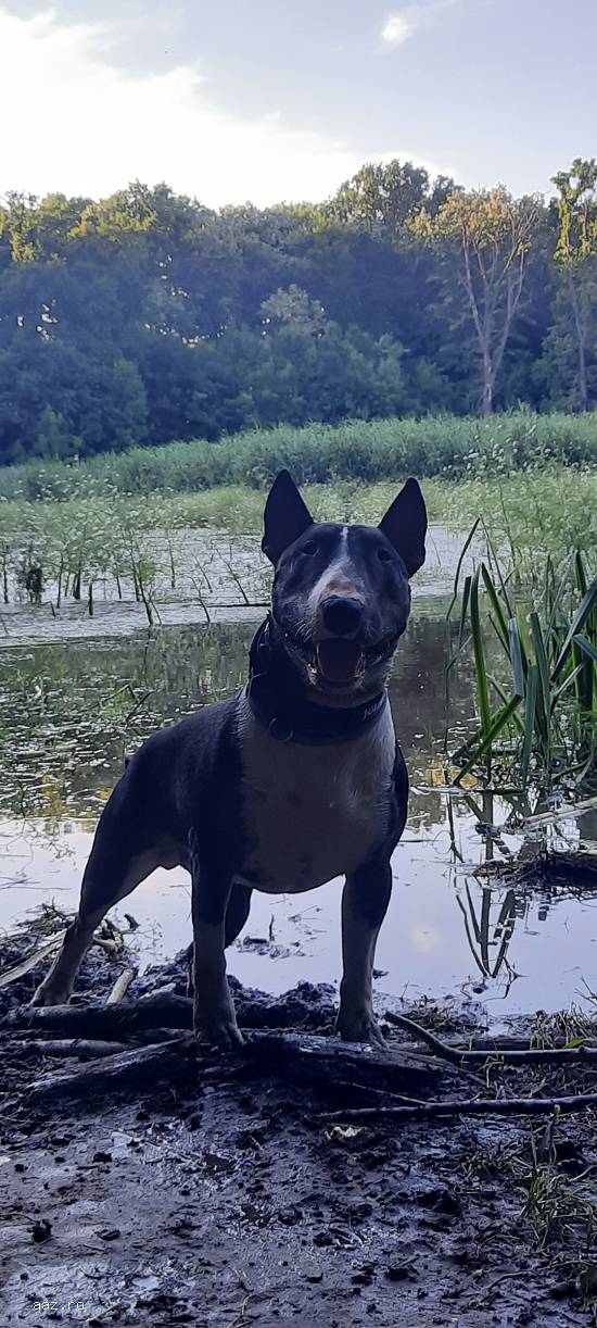 Monta Mascul bullterrier