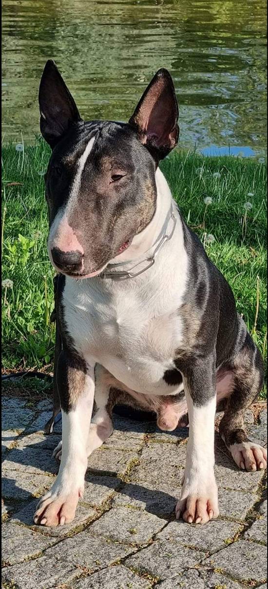 Monta Mascul bullterrier