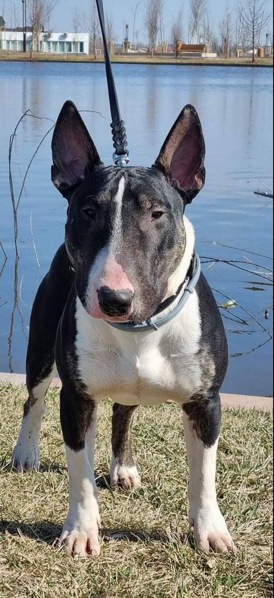 Monta Mascul bullterrier