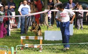 dresaj canin si pensiune canina wolf pack arad