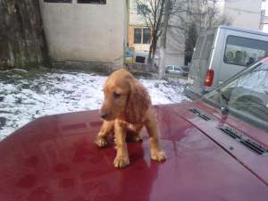vand    cocker  spaniol   femela
