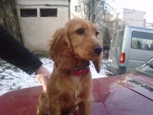 vand    cocker  spaniol   femela