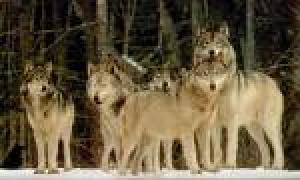 dresaj canin si pensiune canina wolf pack arad