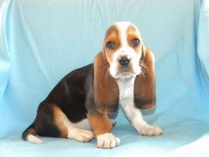 catelusi mops,  basset-hound,  westie