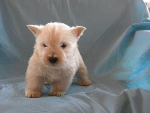catelusi mops,  basset-hound,  westie