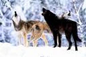 dresaj canin si pensiune canina wolf pack arad