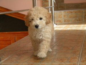 catelusi mops,  basset-hound,  westie