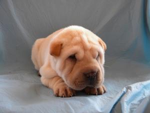 catelusi mops,  basset-hound,  westie