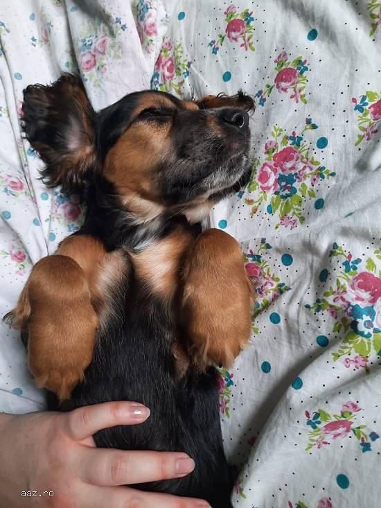 Cocker spaniol Black&tan
