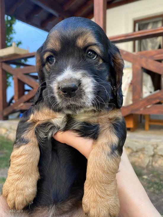 Cocker spaniol Black&tan