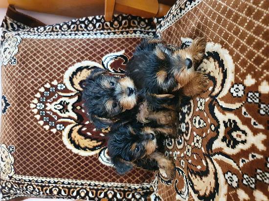 Căței Yorkshire Terrier