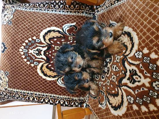 Căței Yorkshire Terrier