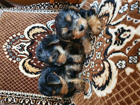Căței Yorkshire Terrier