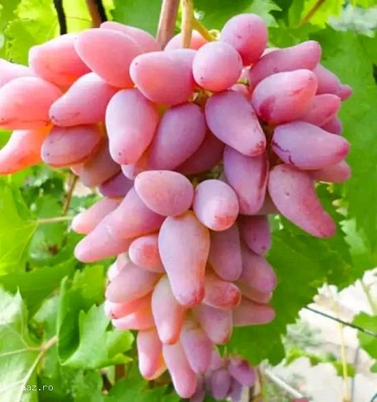 Vita de vie altoita??
