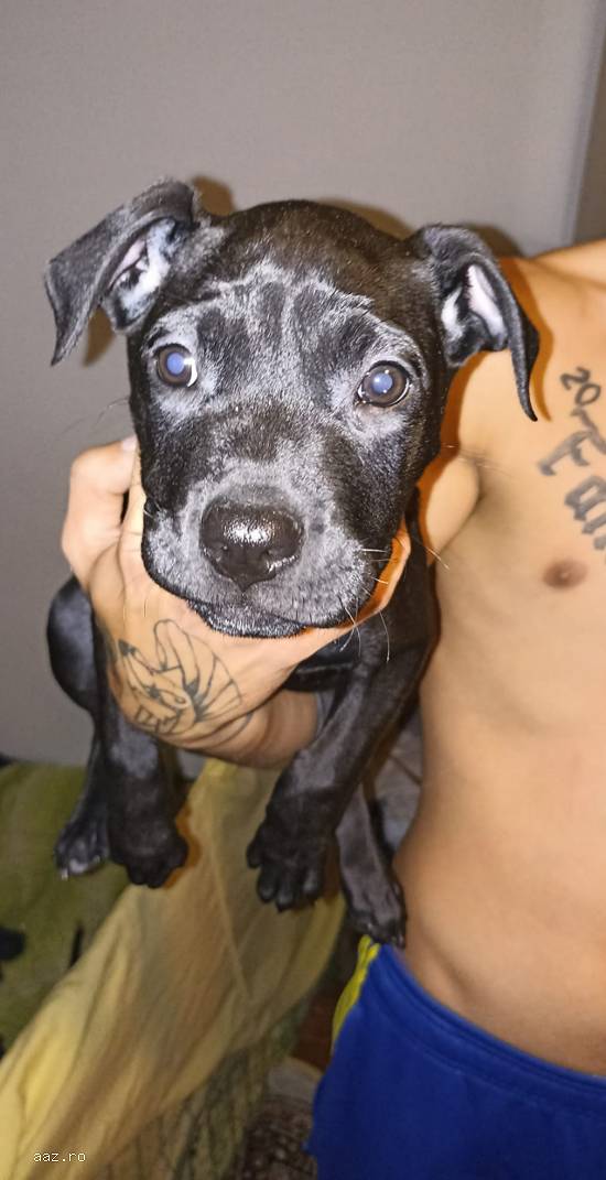 Cane Corso Rasa Pura