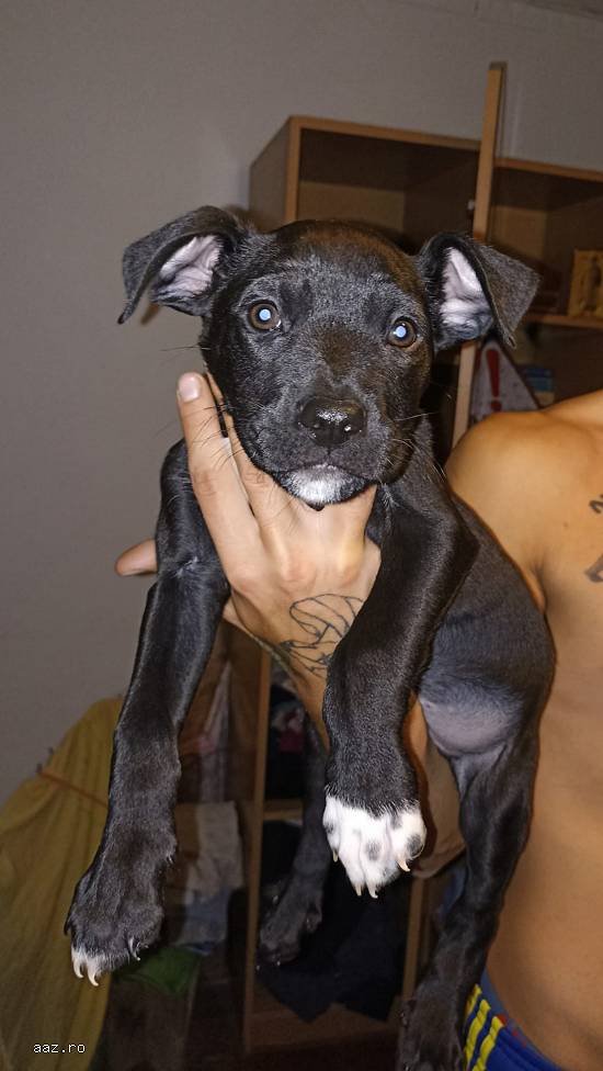 Cane Corso Rasa Pura