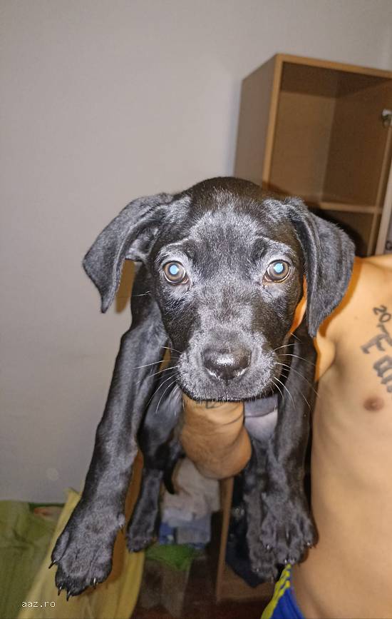 Cane Corso Rasa Pura