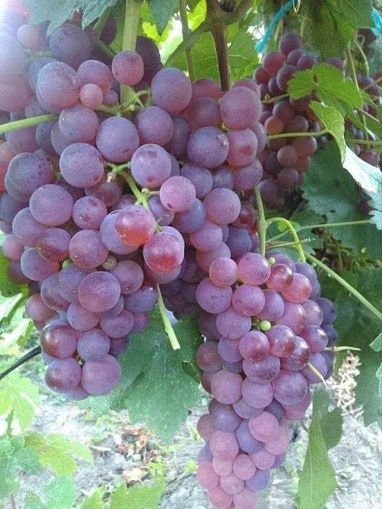 Pruducator vita de vie